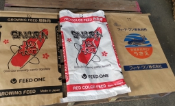 SAKURA RED COLOR FEED M/L 